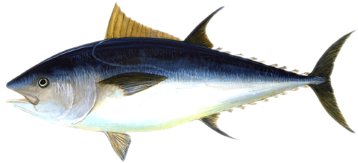 Mackerel / Tuna